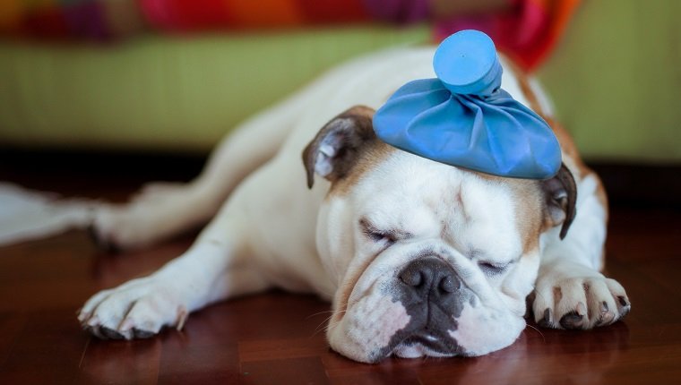 Sick young puppy with ice bag on head