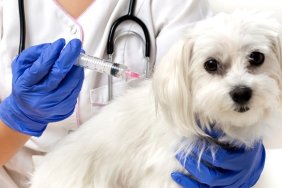 Dog vaccinated by veterinarian