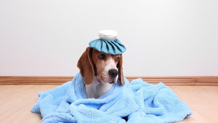 Little dog with ice pack and blanket lying on the floor