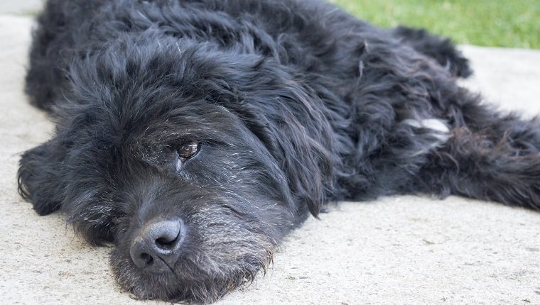 Portrait of an old and tired big black dog lying in the backyard