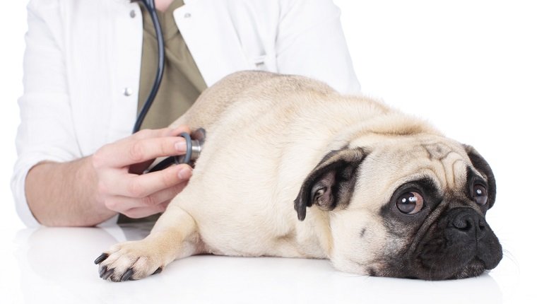 vet examins lying pug with stethoscope