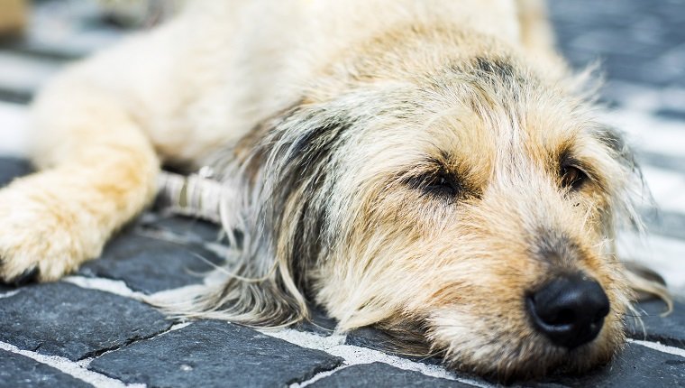 Portrait of a dog on the street