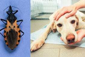 Assassin Bug and sick dog