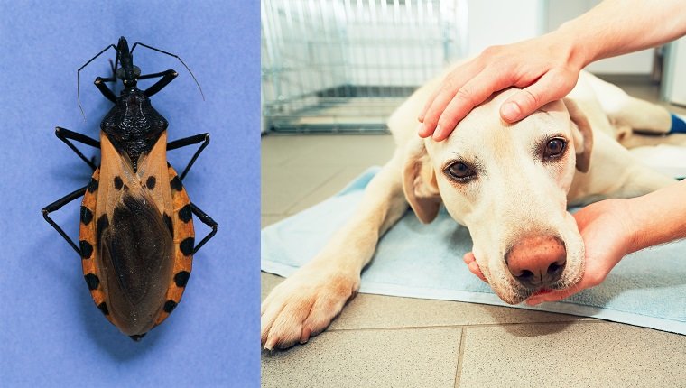 Assassin Bug and sick dog