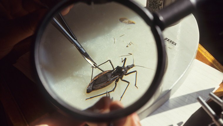 Rhoduius Prolixus feeding on blood. Chagas is an incurable disease transmitted by Triatominae bugs.