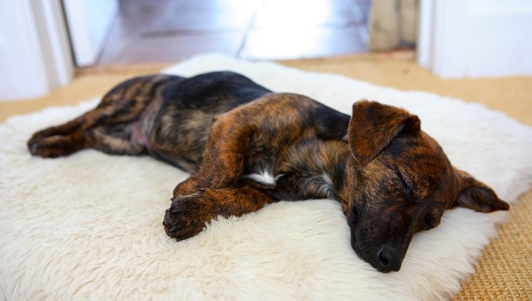 OXFORDSHIRE, UNITED KINGDOM - OCTOBER 08: Black and tan Jack Russell terrier pedigree puppy sleeping in his bed, England, United Kingdom. (Photo by Tim Graham/Getty Images)