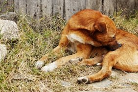 Dog nibbling his leg