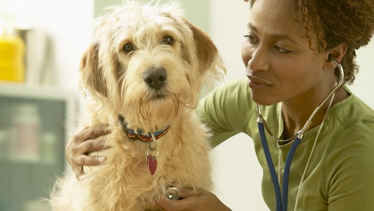 Veterinarian Listening to Scruffy Dog's Heart