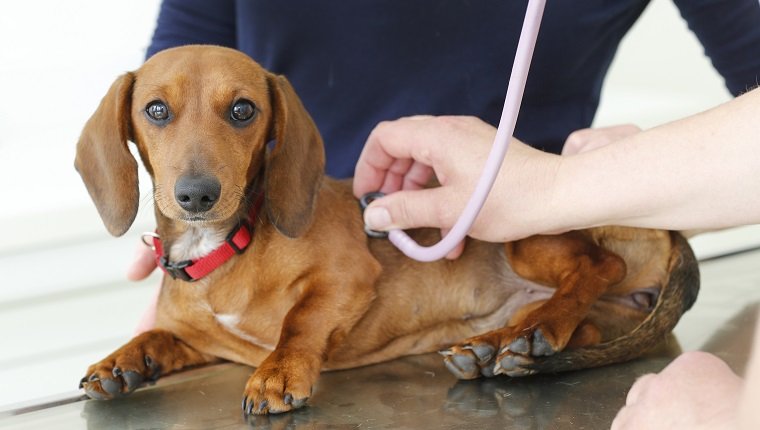 LANDSHUT, GERMANY - MAY 13: Heard investigation of a dog on May 13, 2015 in Landshut, Germany. (Photo by Isa Foltin/Getty Images)