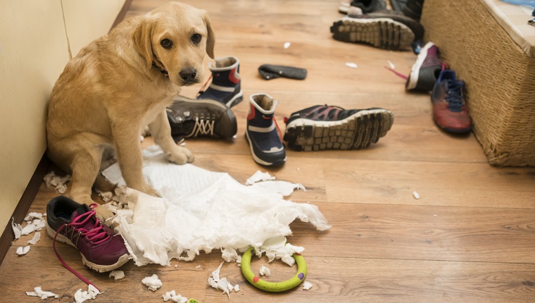 Cute puppy with diaper and shoes at home, she makes mess