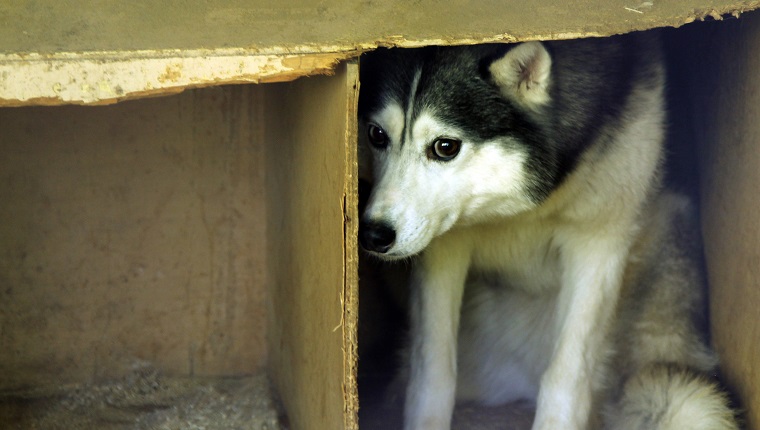 frightened stray dog