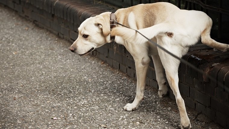 Labrador is peeing on brick wall