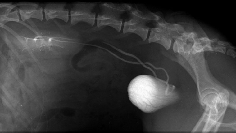 MUNICH, GERMANY - AUGUST 29: x-ray of the urinary bladder of a dog on August 29, 2011 in Munich, Germany. (Photo by Agency-Animal-Pictures/Getty Images)