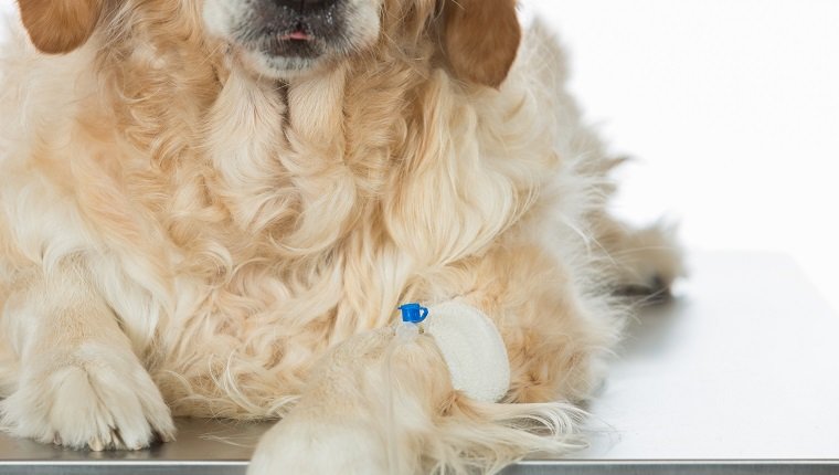 Veterinary placing a catheter via a Golden Retriever in the clinic