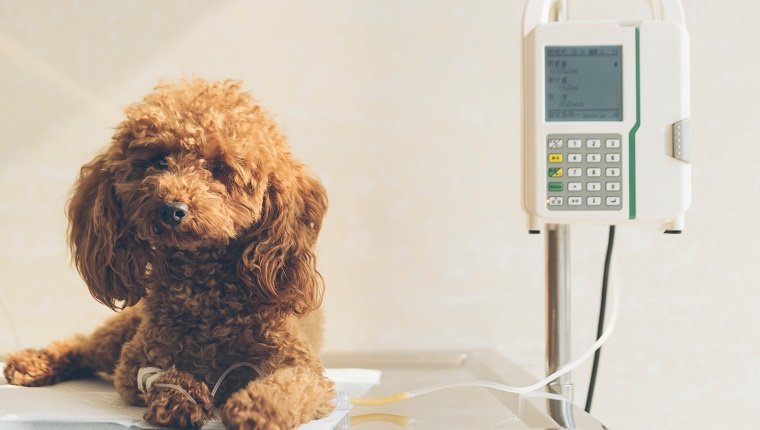 sick dog in the veterinary hospital.