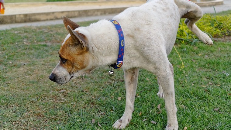 Dog Urinating On Grassy Field