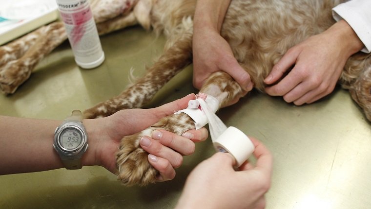 MUNICH, GERMANY - FEBRUARY 23: hollow needle in a dogs leg for intravenous injection on February 23, 2011 in Munich, Germany. (Photo by Agency-Animal-Picture/Getty Images)