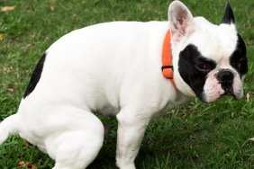 French bulldog pooping at grass field