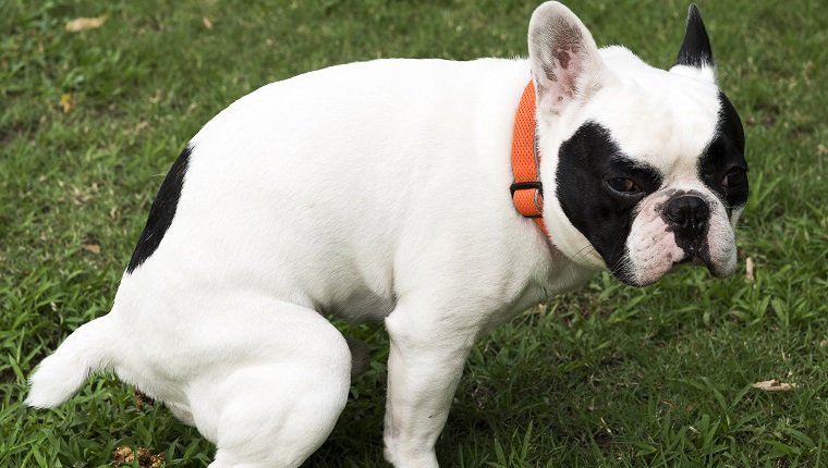 French bulldog pooping at grass field