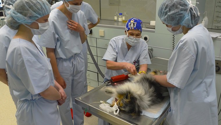 BERLIN, GERMANY - APRIL 29: Veterinarians prepare a terrier, whose owner had brought it all the way from Frankfurt am Main, for surgery as veterinary students (L) look on at the Dueppel animal clinic on April 29, 2013 in Berlin, Germany. The Dueppel clinic consists of two separate facilities, one for horses and other large animals, the second for small animals. The Dueppel clinic belongs to the Freie Universitaet Berlin university and is one of five university veterinary clinics in Germany. The clinic for small animals is now the most modern in Germany. (Photo by Theo Heimann/Getty Images)