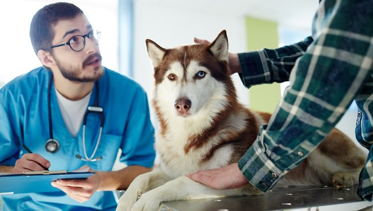 Vet in uniform making prescriptions for husky dog and talking to its owner