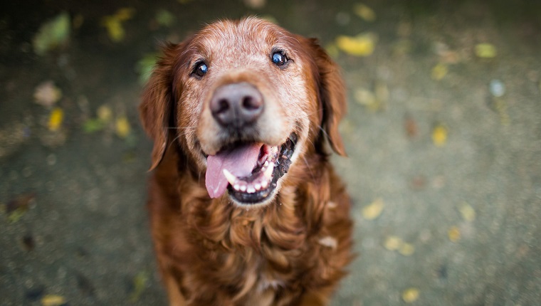 A happy senior Golden Retriever with a white face looking up with its tongue out, set against a background of fallen autumn leaves.