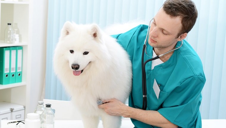 Samoyed dog on the examination by a veterinarian