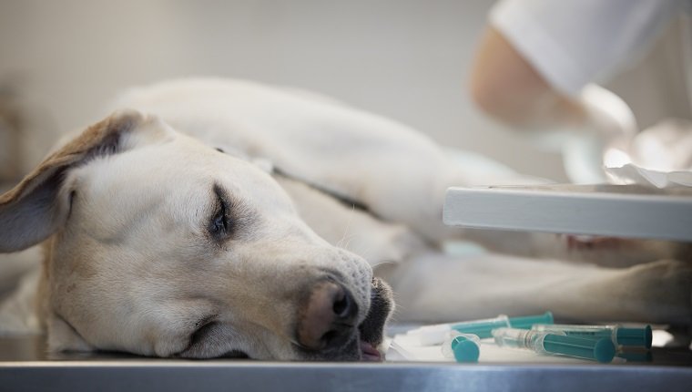 Ill labrador retriever in veterinary clinic.