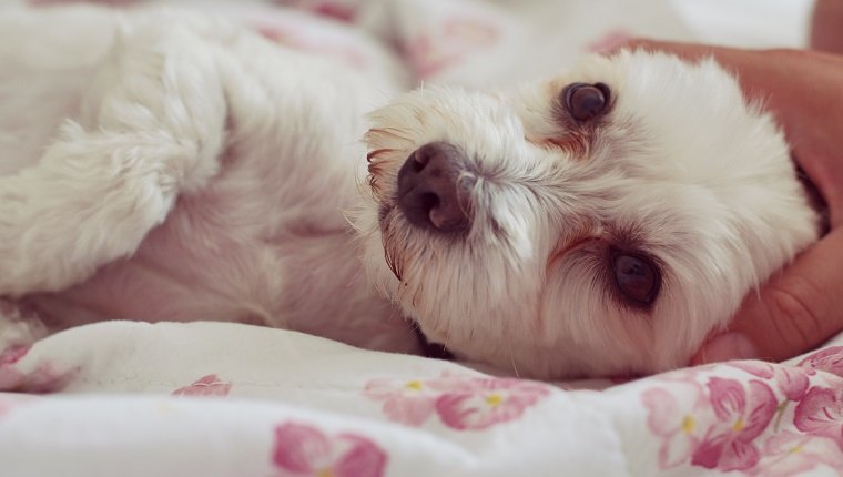 Close-Up Of Dog Lying Down