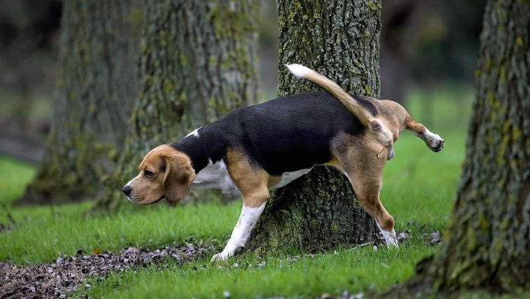 Tricolour Beagle dog urinates against tree in forest. (Photo by: Arterra/UIG via Getty Images)