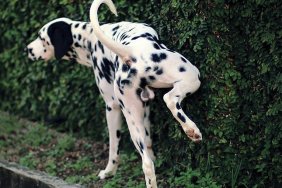 Dalmatian Urinating On Plants