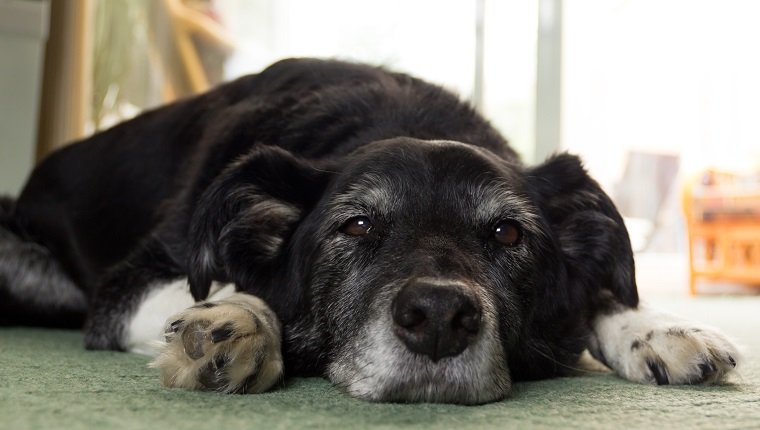 I'm bored-elderly pet dog lying flat out on carpet