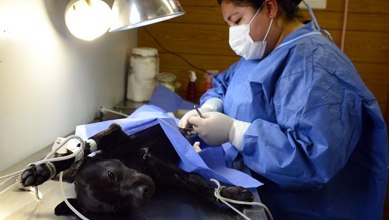 A veterinarian performs a sterilization surgery on a dog in mobile modules at Las Golondrinas neighbourhood in Mexico City, on January 10, 2013. The local government started a sterilization campaign for stray dogs and cats. AFP PHOTO/Alfredo Estrella (Photo credit should read ALFREDO ESTRELLA/AFP/Getty Images)