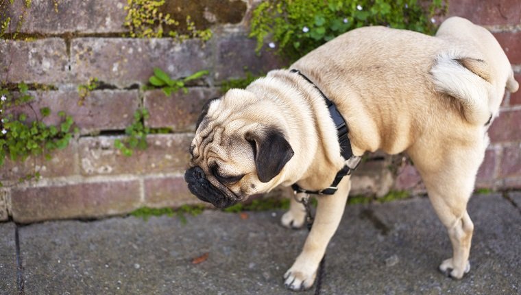 Male pug dog is pissing on the wall of red bricks