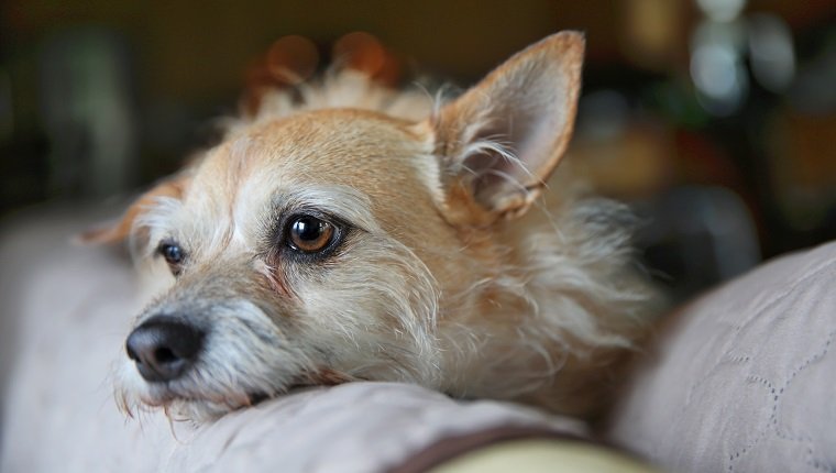 Depressed Cairn Terrier relaxing on couch with shallow depth of field.