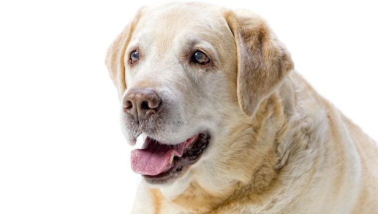 elderly golden labrador dog