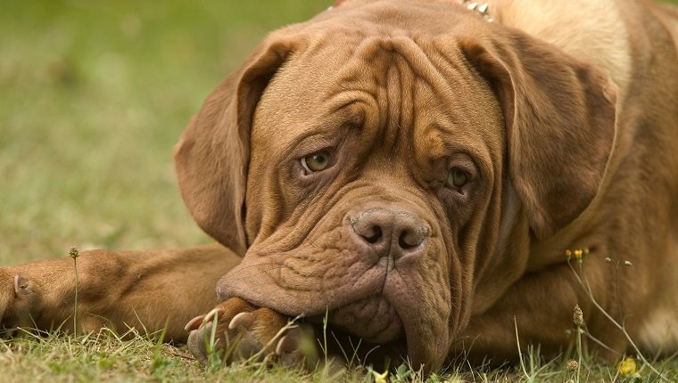 French bulldog or Bouledogue franais, Canis familiaris, portrait, lying on grass. A loyal, patient, fearless breed, confrontational with strangers. Drools. (Photo by: Auscape/UIG via Getty Images)