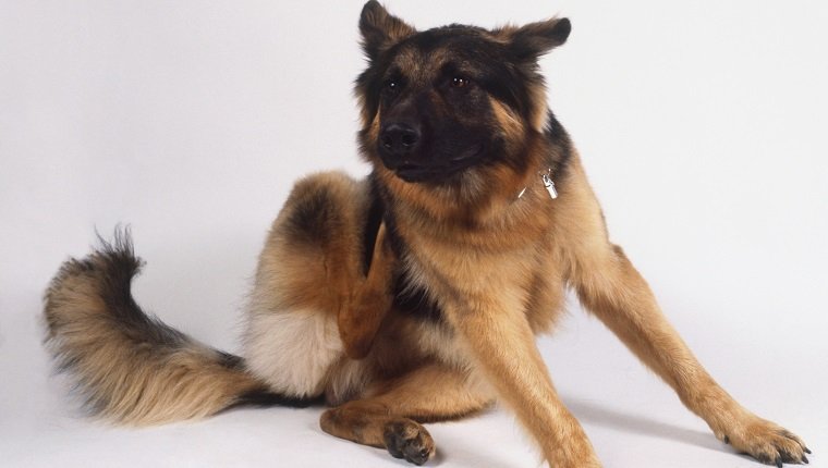 German Shepherd Dog itching