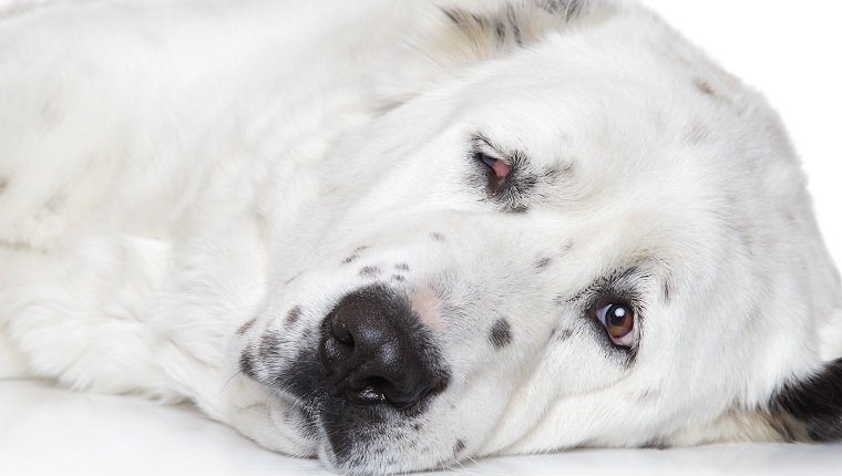 Central Asian Shepherd Dog closeup portrait on a white background