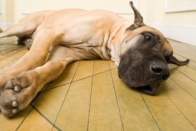 Great dane lying on floor