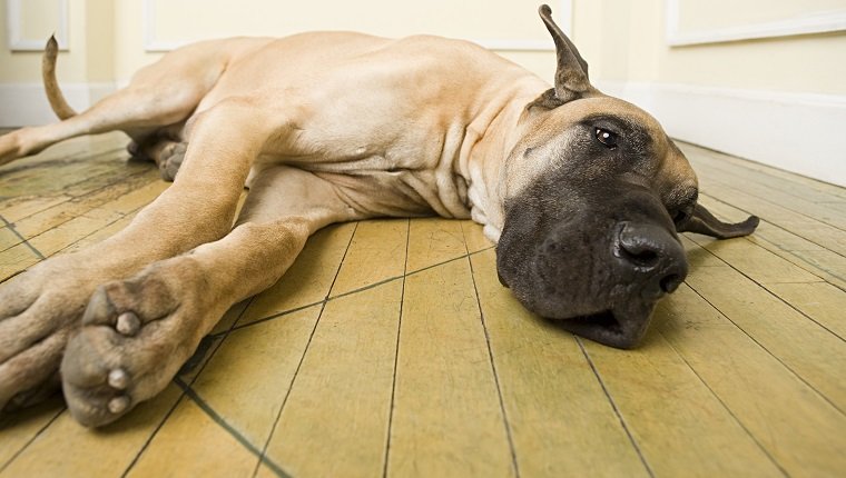 Great dane lying on floor