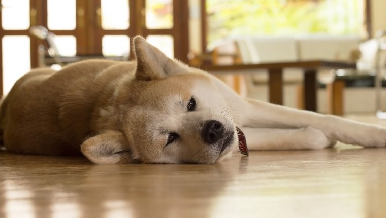 Akita dog laying down bored on blurred living room. Cute dog asleep on the floor.