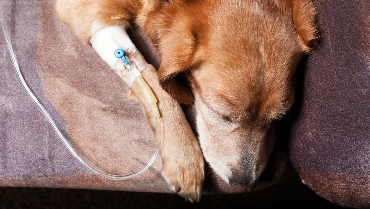 dog lying on bed with cannula in vein taking infusion