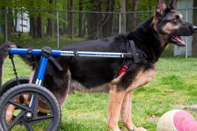 German Shepherd Dog in wheelchair ready to play ball