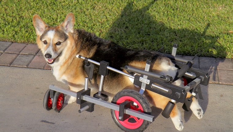 A corgi with canine degenerative myelopathy. (Photo by: Jeff Greenberg/UIG via Getty Images)