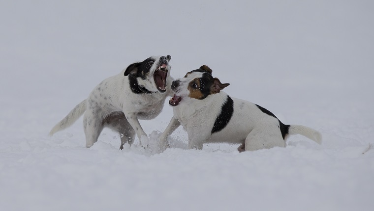 Crossbreed dogs playing in snow