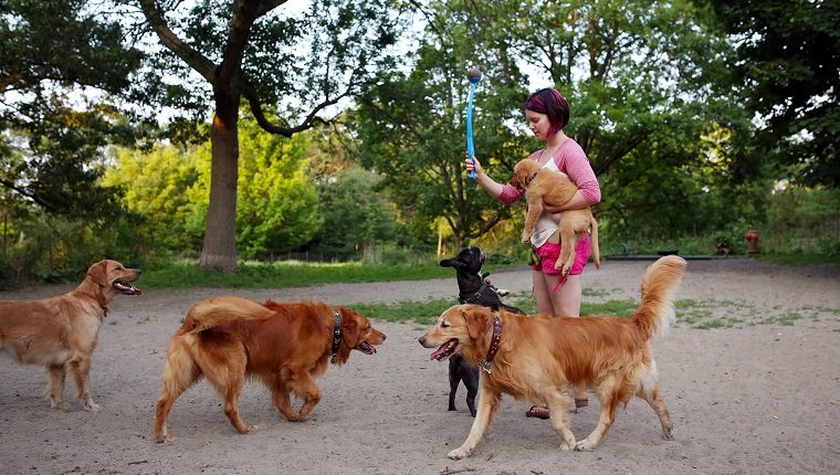 Toronto, Canada - July 4 - Melissa Martin plays with her 6 Golden retrievers at the off-leash dog park in Toronto's High Park on July 4, 2015. Cole Burston/Toronto Star (Cole Burston/Toronto Star via Getty Images)