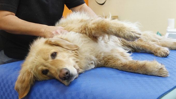 dog at chiropractor