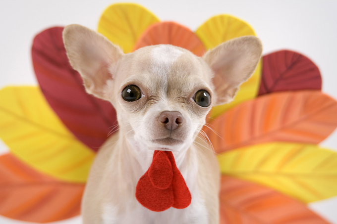 little chihuahua dressing like a turkey for thanks giving