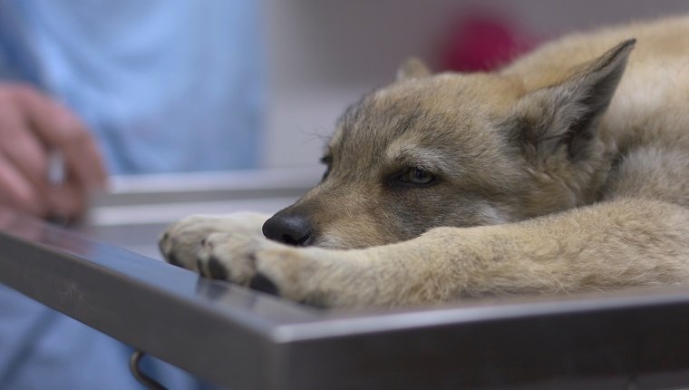 Czech shepherd puppy on the vet's table